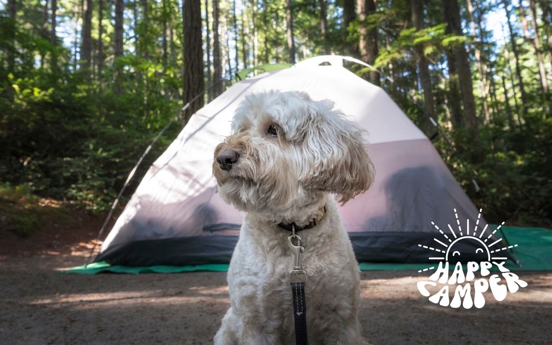 Tips for Camping with Pets